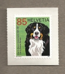 Stamps Switzerland -  100 años Club de perros de montaña