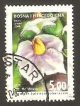 Sellos de Europa - Bosnia Herzegovina -  flor