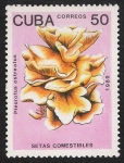 Stamps America - Cuba -  SETAS-HONGOS: 1.134.016,00-Pleurotus osteatus (amarillo)