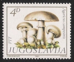 Sellos de Europa - Yugoslavia -  SETAS:264.201  Agaricus campestris