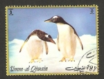 Stamps United Arab Emirates -  umm al qiwain, pingüinos