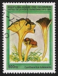 Sellos de Africa - Guinea -  SETAS-HONGOS: 1.160.034,02-Cantharellus lutescens -Phil.49333-Dm.995.88-Mch.1571-Sc.1334