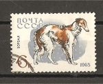 Stamps Russia -  Perros.