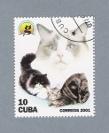 Sellos de America - Cuba -  Gatos