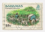 Sellos de America - Bahamas -  Cultivo de Piñas