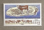 Stamps Europe - French Southern and Antarctic Lands -  Bovino de la isla Amsterdam