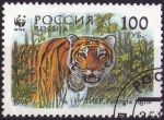 Stamps Russia -  Tigre