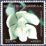 Sellos del Mundo : America : El_Salvador : EL SALVADOR Orquídea blanca 25 aéreo