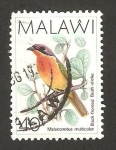 Stamps Malawi -  ave, malaconotus multicolor