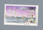 Sellos de America - Chile -  Gaviotin Antartico