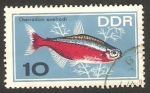 Stamps Germany -  peces de acuarium, cheirodon axelrodi 