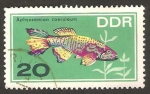 Stamps Germany -  peces de acuarium, aphyosemion coeruleum