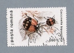 Sellos de Europa - Rumania -  Coccinella Bipunctata