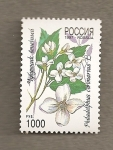 Sellos de Europa - Rusia -  Philadelphus coronarius