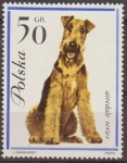 Sellos de Europa - Polonia -  Polonia 1963 Scott 1118 Sello Nuevo Fauna Perros Airedale Terier Polska Poland Polen Pologne 