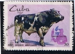 Sellos de America - Cuba -  Planes especiales agropecuarios ( Ganado vacuno )