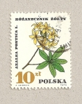 Stamps Poland -  Planta Azalea pontica