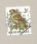 Stamps Belgium -  Pájaro Pico grande