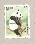 Stamps Cuba -  Oso panda