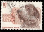 Sellos de Europa - Espa�a -  Perros de raza española, Perdiguero de Burgos