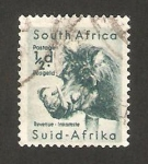 Stamps South Africa -  un jabali