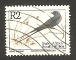 Stamps Africa - South Africa -  pájaro hirundo atrocaerulea, golondrina azul