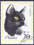 Sellos de Europa - Polonia -  Gato