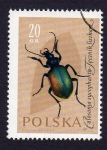 Sellos de Europa - Polonia -  CALOSOMA SYCOPHANTA TECZNIK  LISZKAN