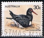 Sellos de Oceania - Australia -  Scott  685  Pied Oystercatcher (2)