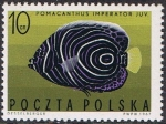 Sellos de Europa - Polonia -  PECES EXÓTICOS