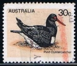 Sellos de Oceania - Australia -  Scott  685  Pied oystercatcher