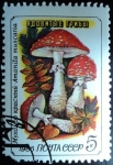 Sellos de Europa - Rusia -  Amanita muscaria