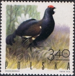 Sellos de Europa - Polonia -  AVES DE CAZA. NEGRO GROUSE