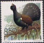 Sellos de Europa - Polonia -  AVES DE CAZA. UROGALLO