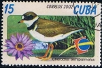 Stamps Cuba -  Scott  4237  Charadius semipalmatus