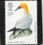 Stamps United Kingdom -  1366- AVES.  SOCIEDAD PROTECTORA ANIMALES. PAJAROS. 