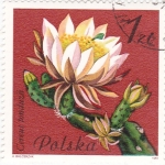 Stamps Poland -  flores