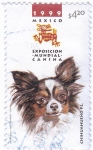 Stamps Mexico -  Exposicion mundial canina-chihuahueño