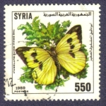 Stamps Asia - Syria -  La pequeña mariposa blanca