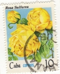 Sellos de America - Cuba -  Rosa Sulfurea