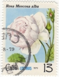 Sellos de America - Cuba -  Rosa Muscosa Alba