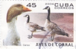 Stamps Cuba -  aves de corral-ganso