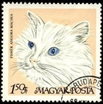 Stamps Hungary -  Gato angora blanco. 1968.