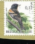 Stamps Belgium -  Pinson du Nord