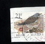 Stamps Belgium -  Kramsvogel