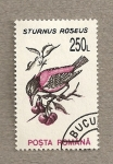 Sellos de Europa - Rumania -  Sturnus roseus