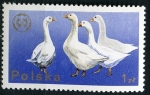 Stamps Poland -  Animales de corral