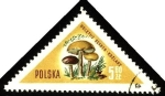 Stamps Poland -  Hongos de Polonia, boletus scaber-kozlarz.