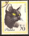 Stamps Poland -   Gato europeo.