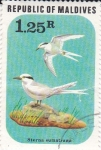 Stamps Maldives -  Sterna Sumatrana